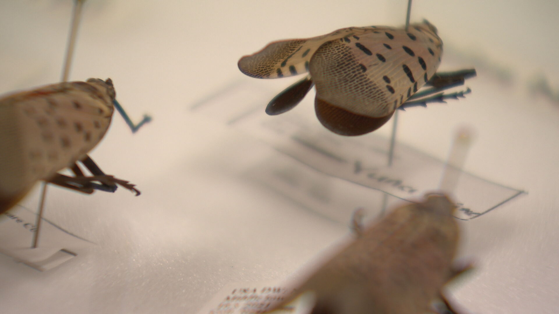 spotted lanternfly.jpeg