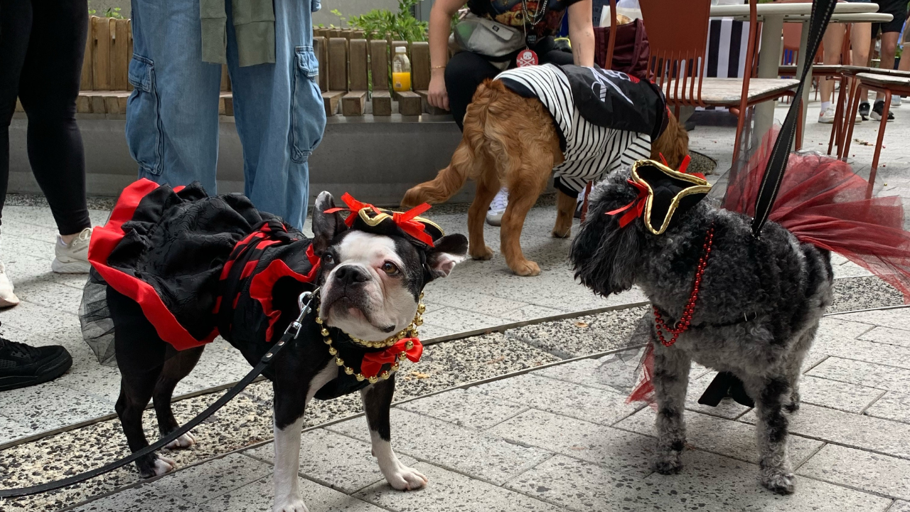 Things to do this weekend