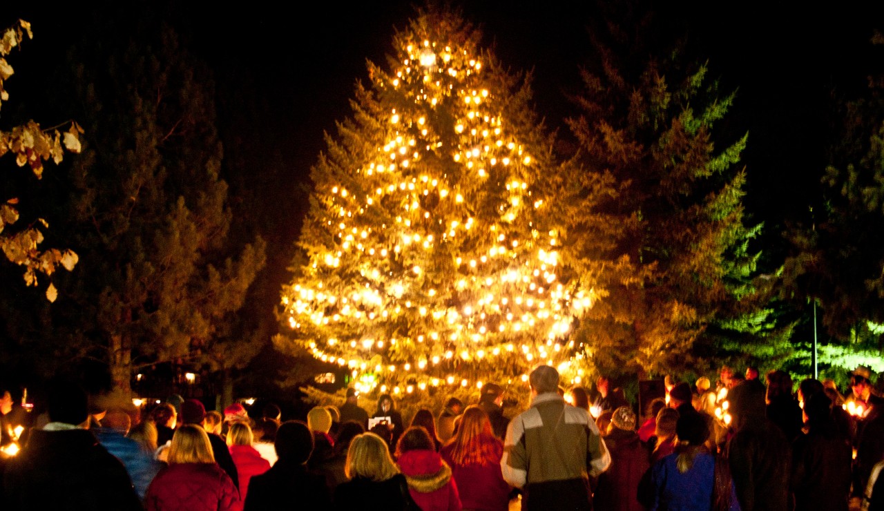 TOL 2011 Tree 03