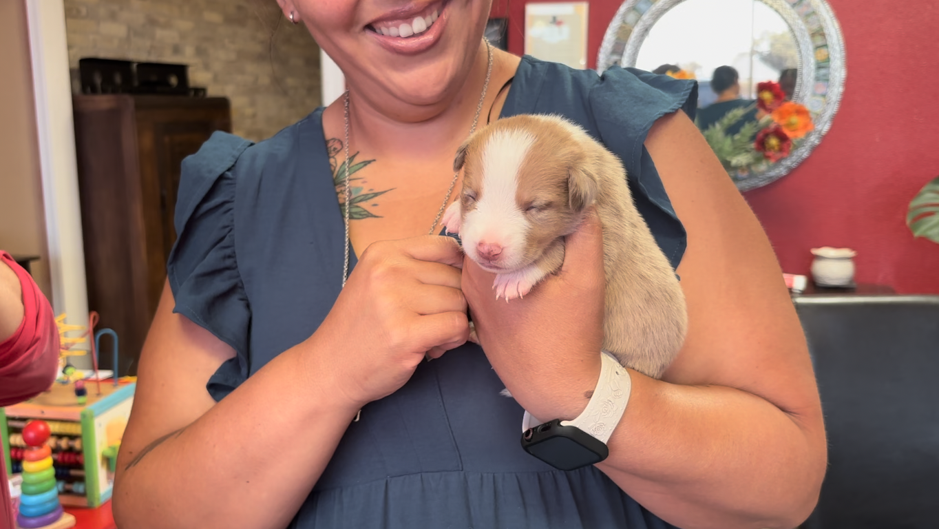 SINTON ANIMAL FRIENDS 