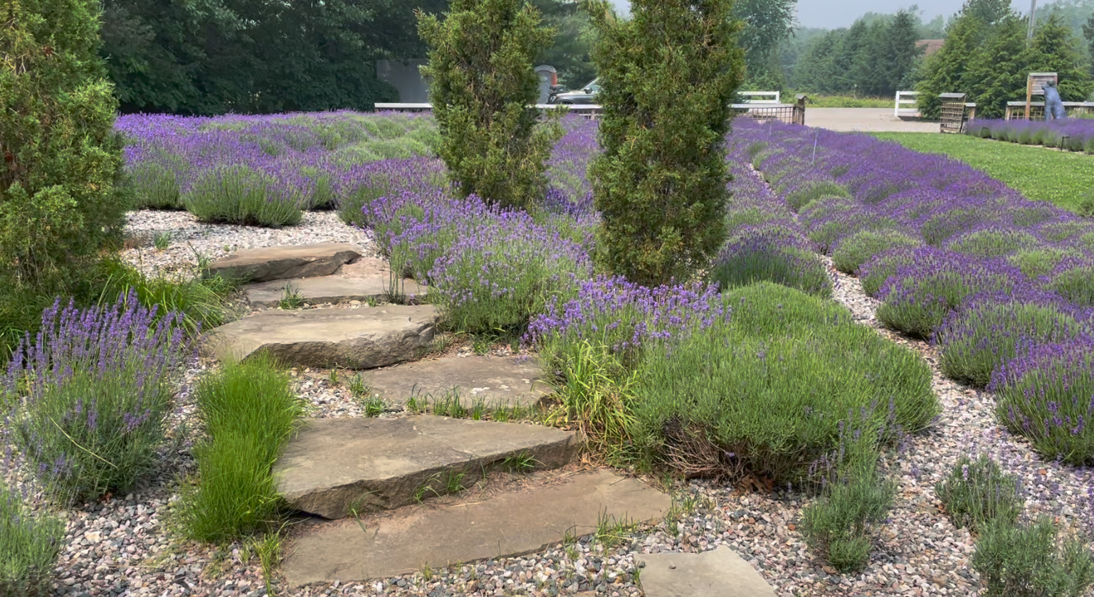Summerhouse Lavender Farm