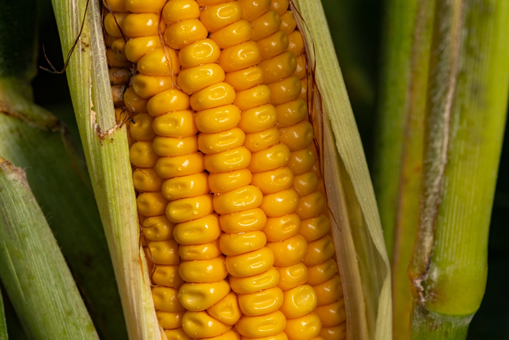 Corn sweating. 
