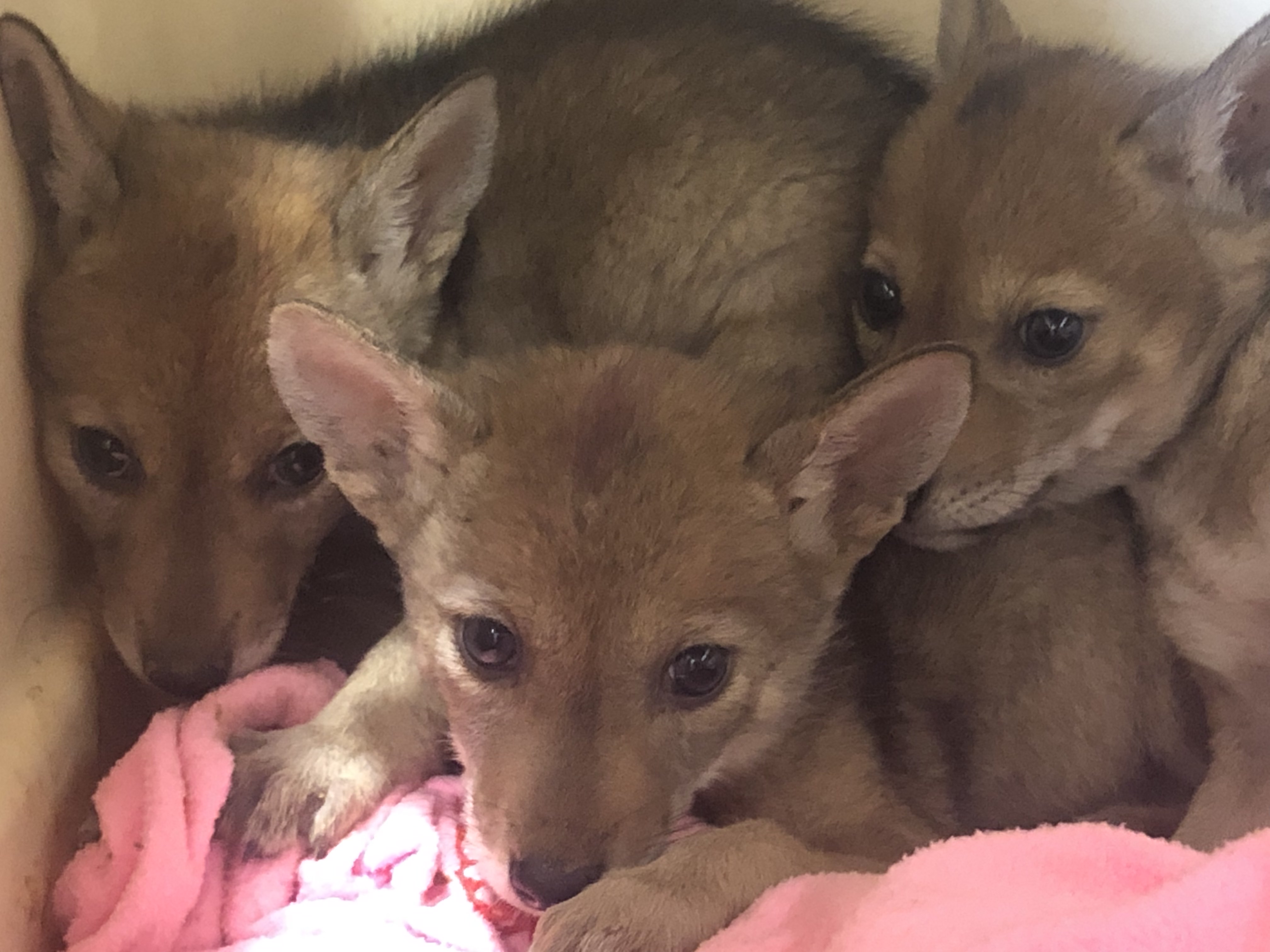 coyote pups escondido