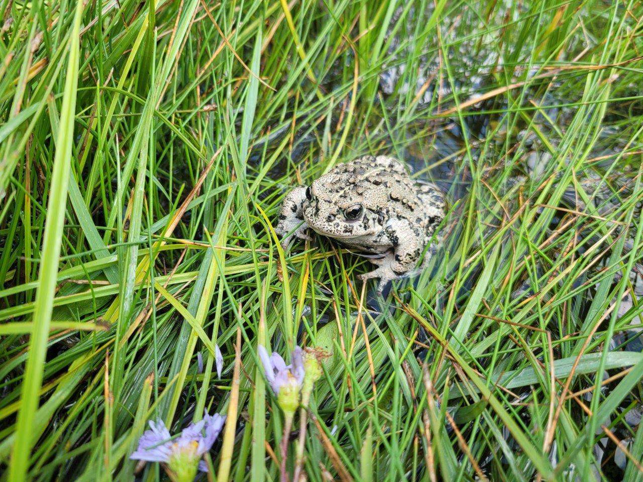 Western boreal toad release august 2021s.jpeg
