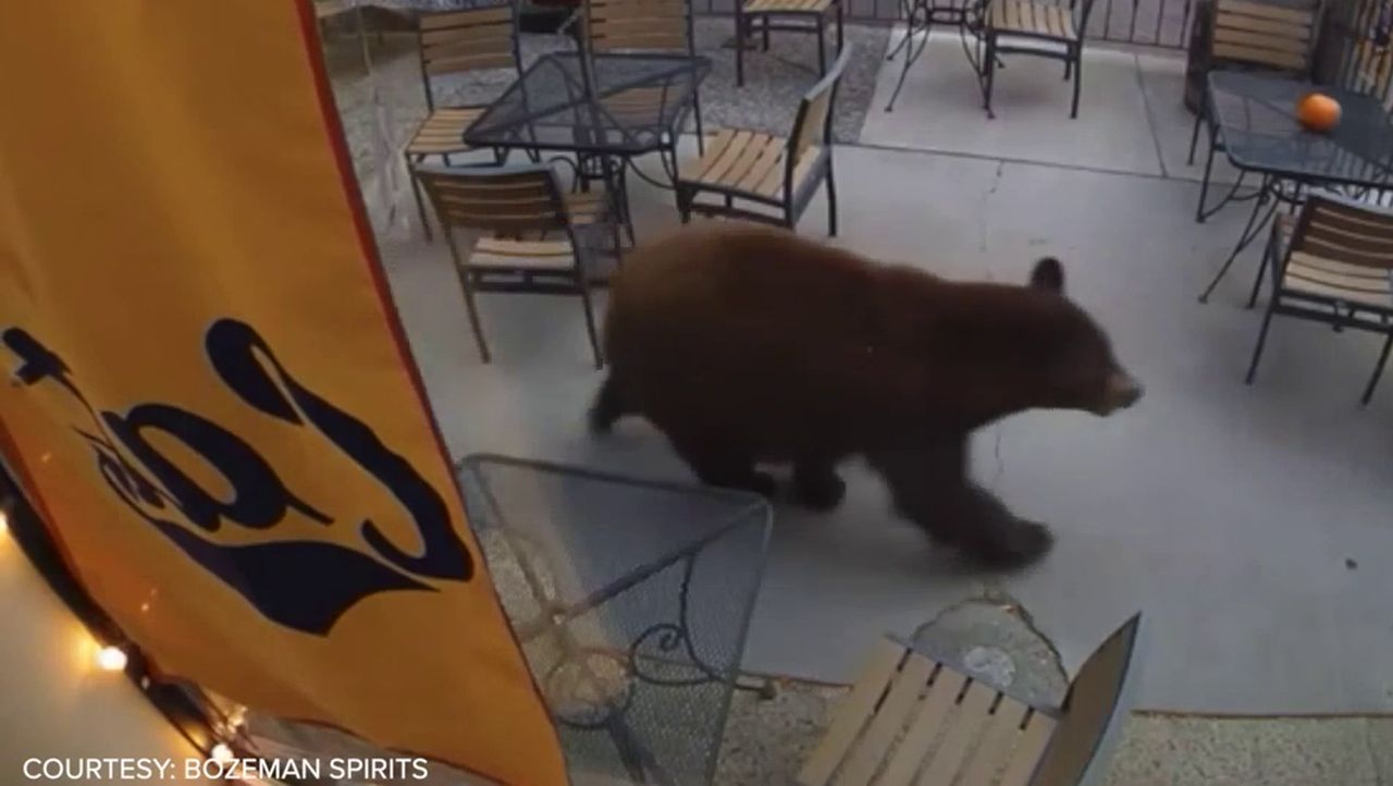 Bear takes a stroll through downtown Bozeman