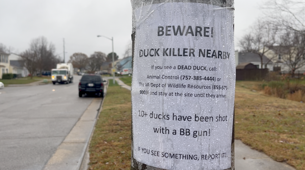 Neighbors fear ducks in VB neighborhood are being harmed