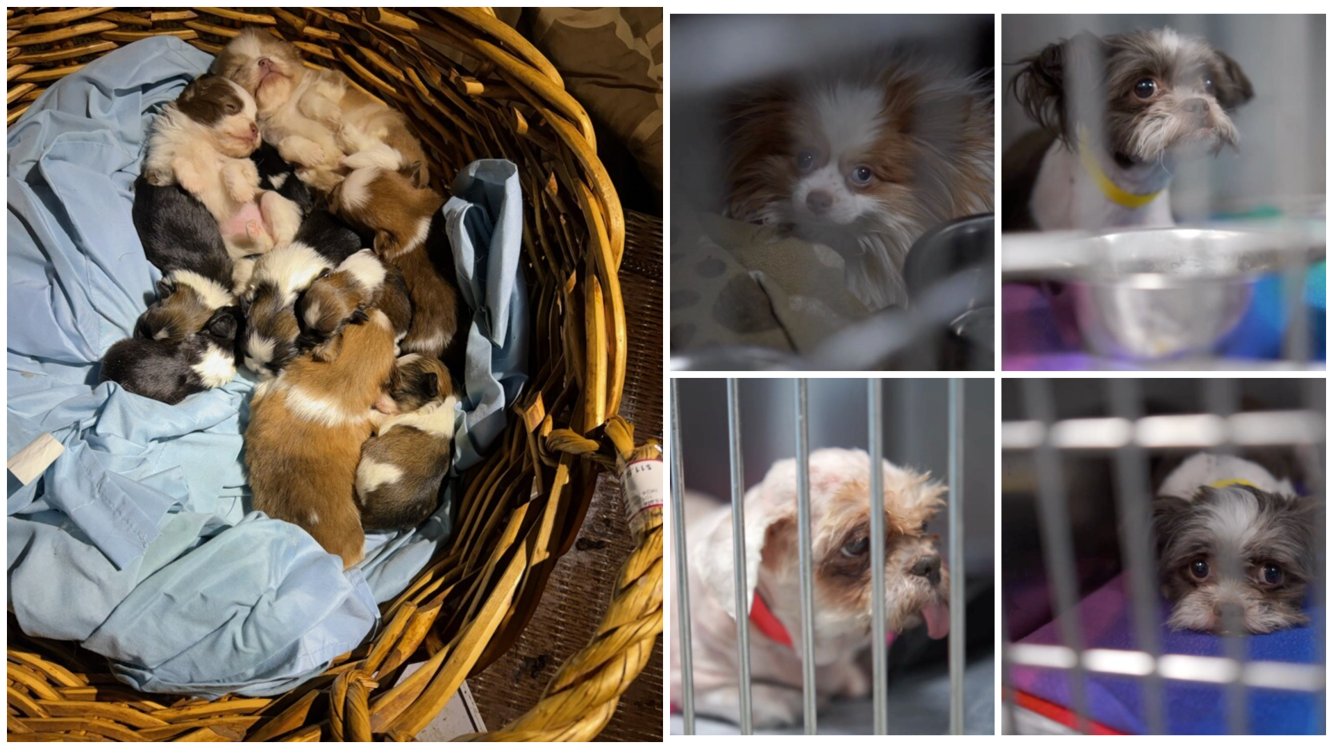 photo-collage.png (3).png