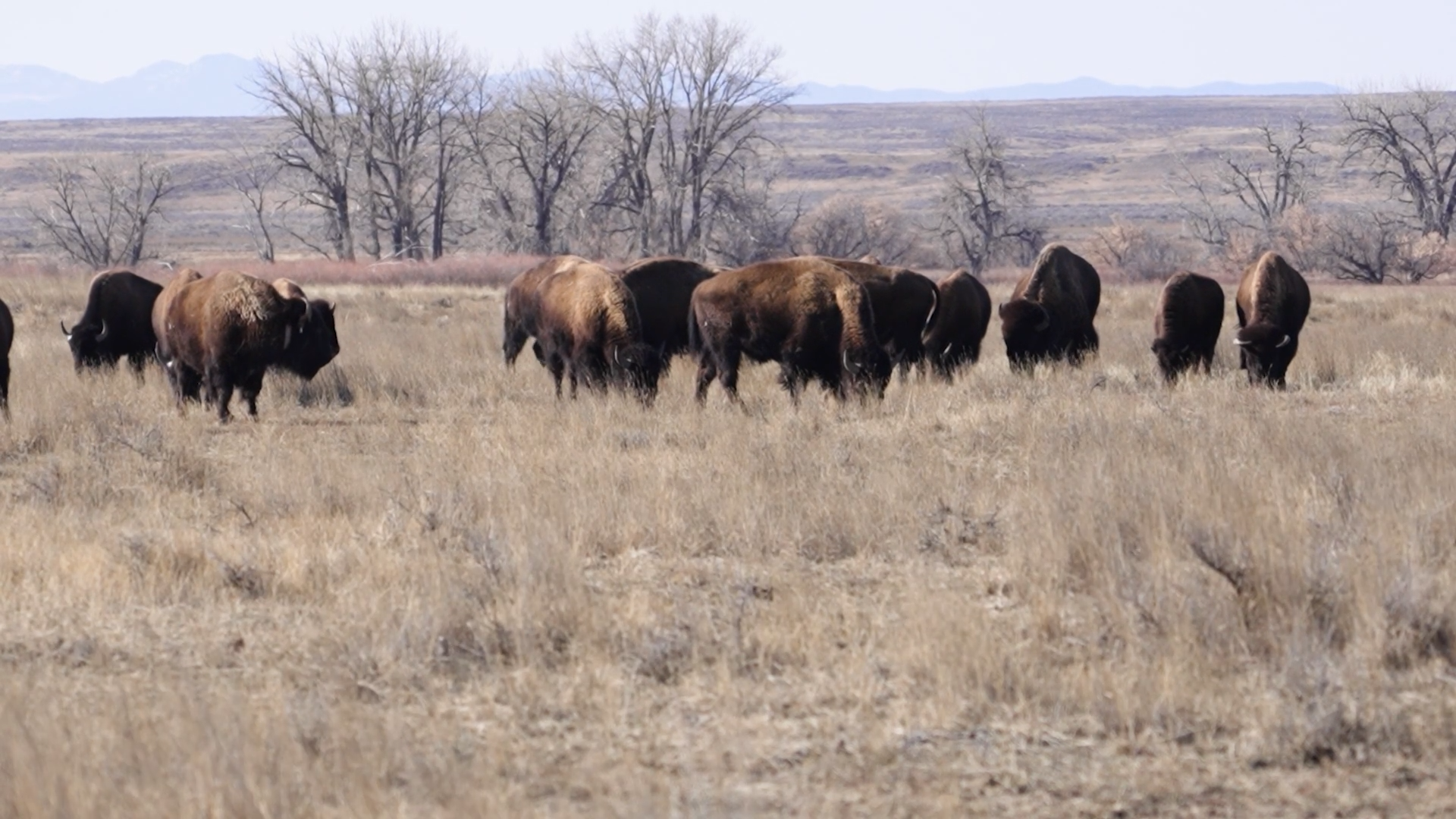 AMERICAN PRAIRIE BISON 3.png