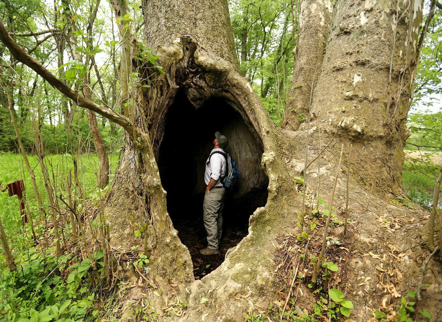 Majestic Giant Sycamore Is Ohio S Biggest Recorded Tree
