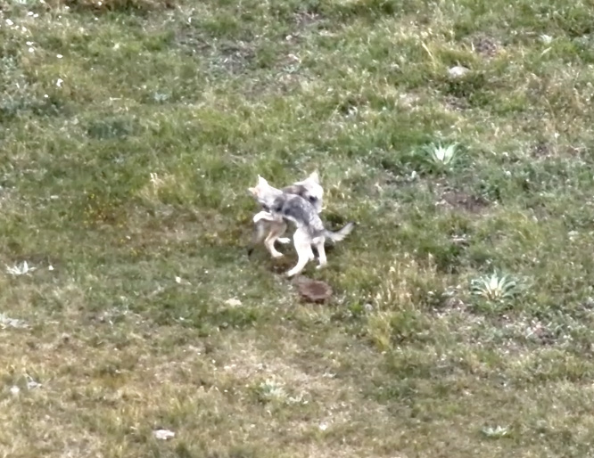 wolf pups from one ear pack in jackson playing around.jpg