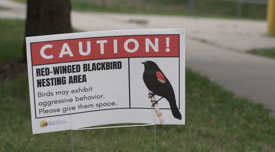 red winged black bird.