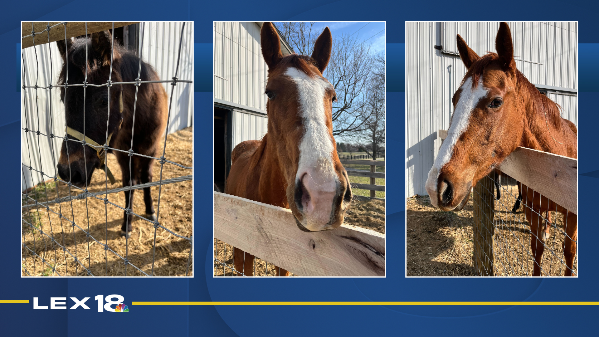horses.png