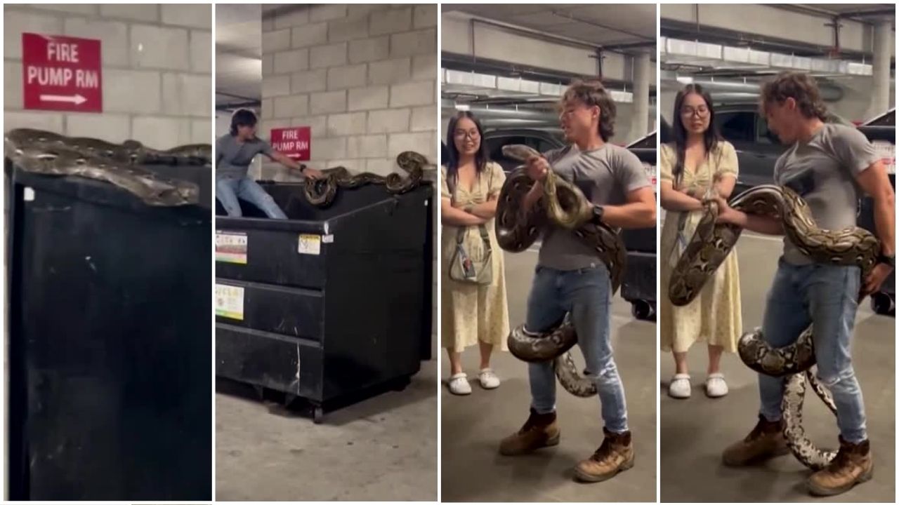 20-foot python discovered on dumpster in downtown LA apartment complex