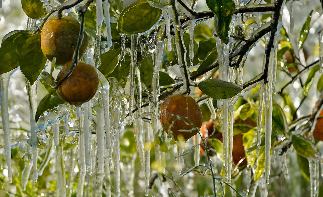 Ice clings to oranges in a grove Sunday, Jan. 30, 2022, in Plant City, Fla. Farmers spray water on their crops to help keep the fruit from getting damaged by the cold.