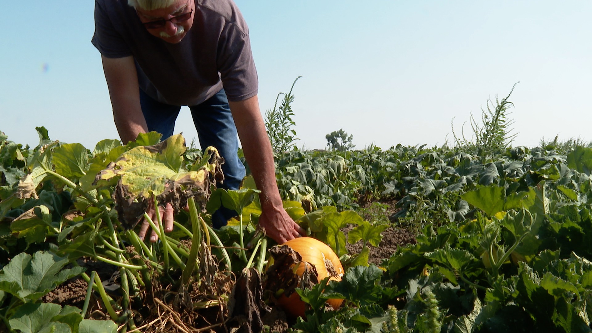 Late summer heat wave affecting Colorado produce