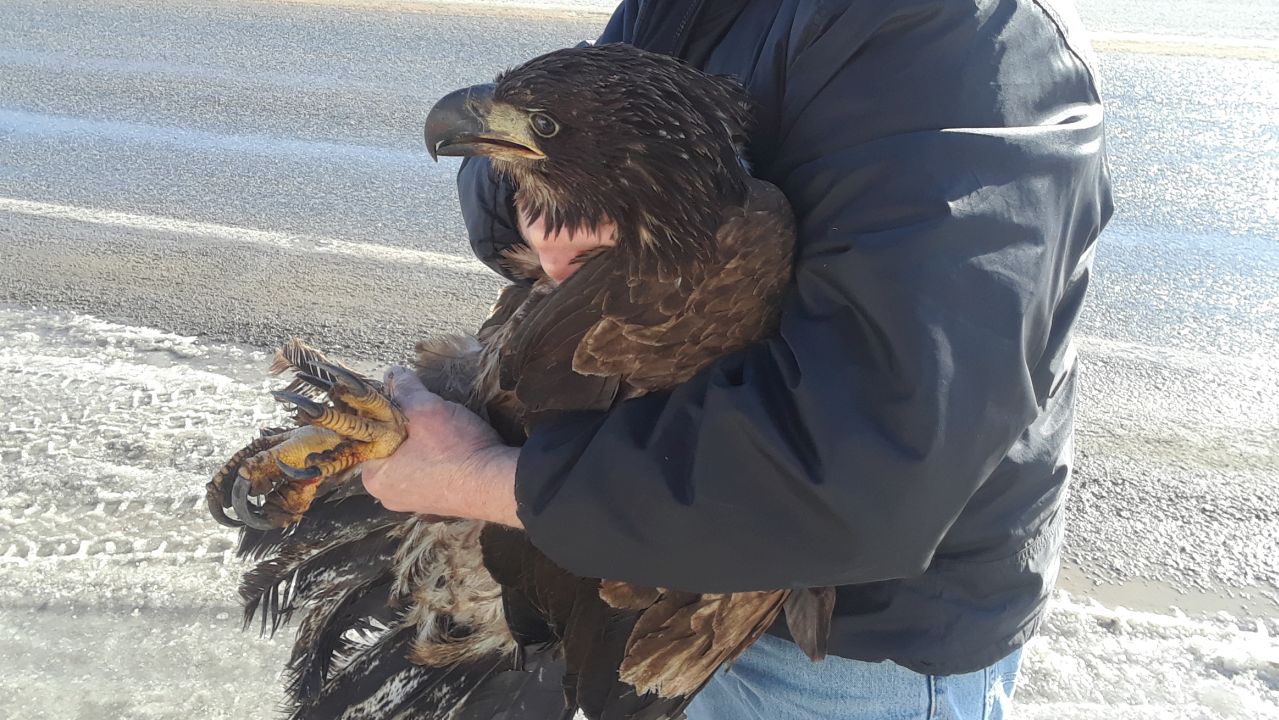 Injured eagle - Helena-Lewis & Clark National Forest