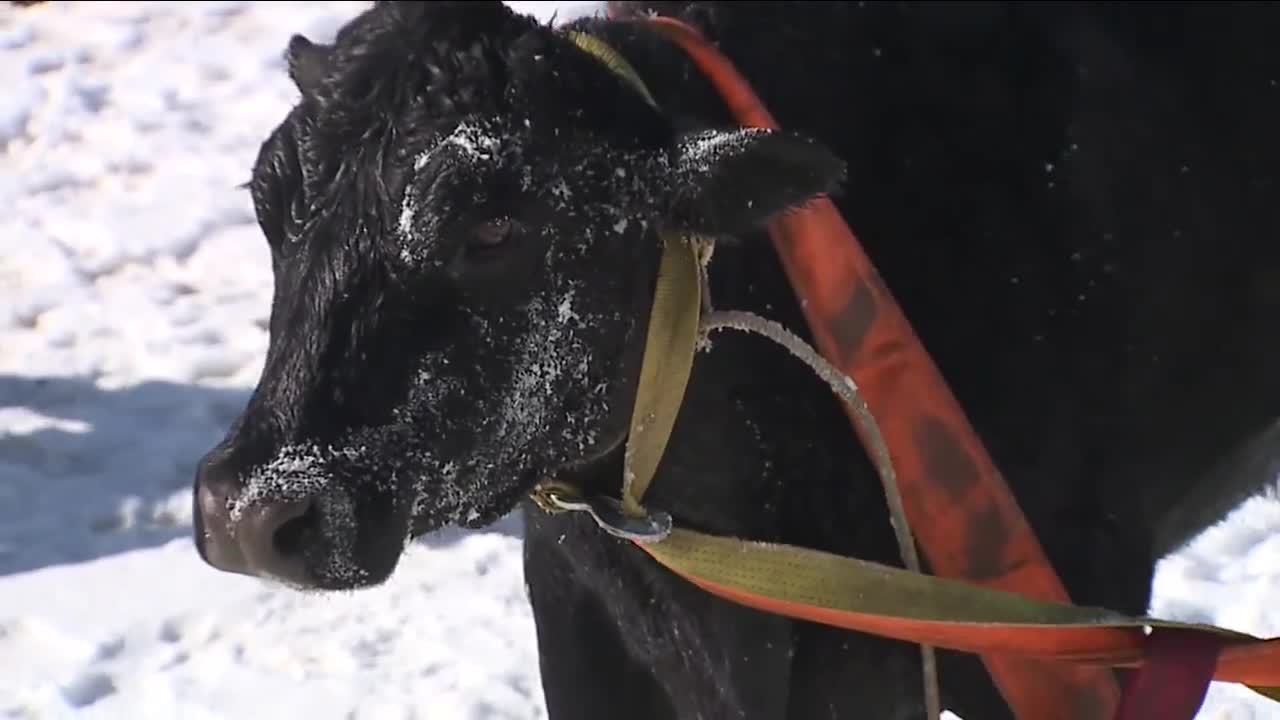 'It's an abnormal call': Cow rescued after falling through ice in Erie 