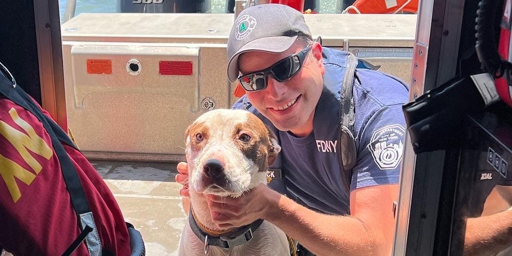 dog-rescued.jpg