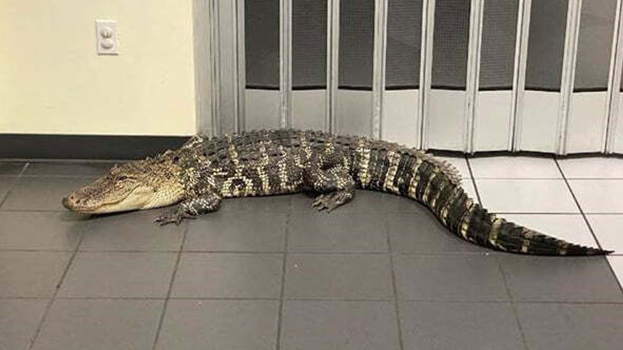 Hernando-County-Post-Office-Gator-HERNANDO-COUNTY-SHERIFF'S-OFFICE.jpg