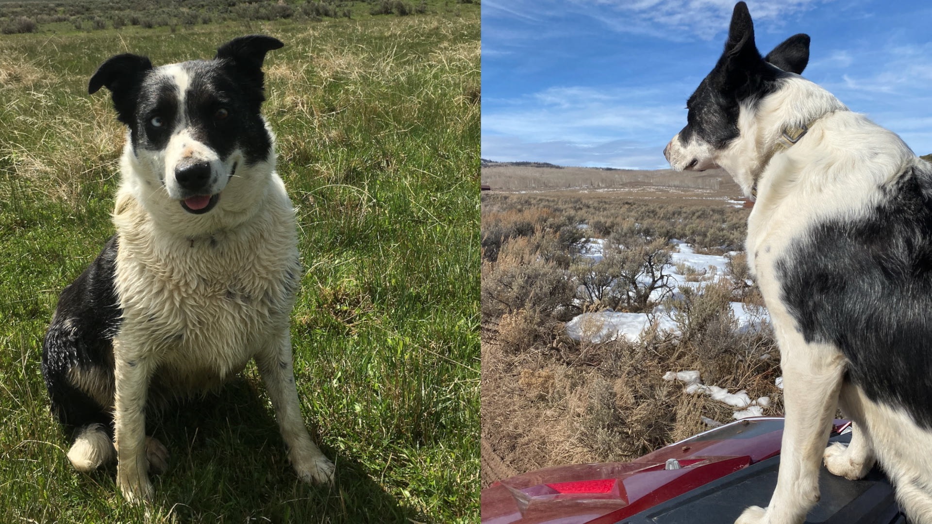 'She was a friend': Rancher recounts the day his working dog was killed by wolves 