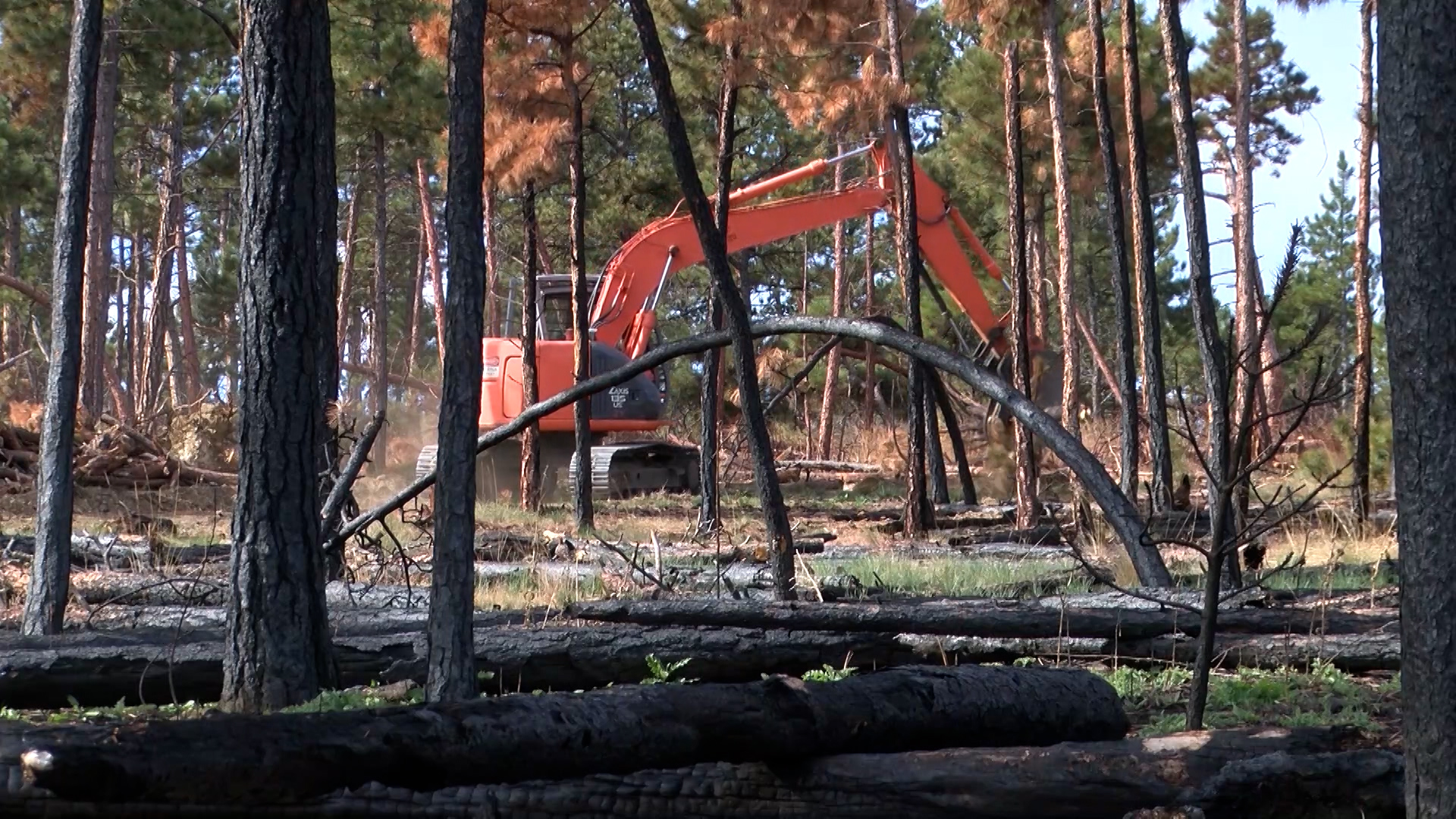 Forest Management