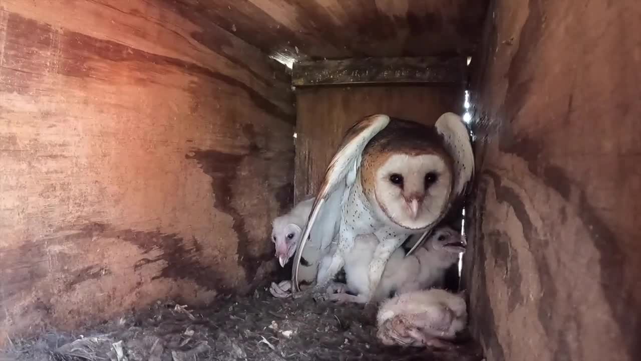 barn owl mother with her young children