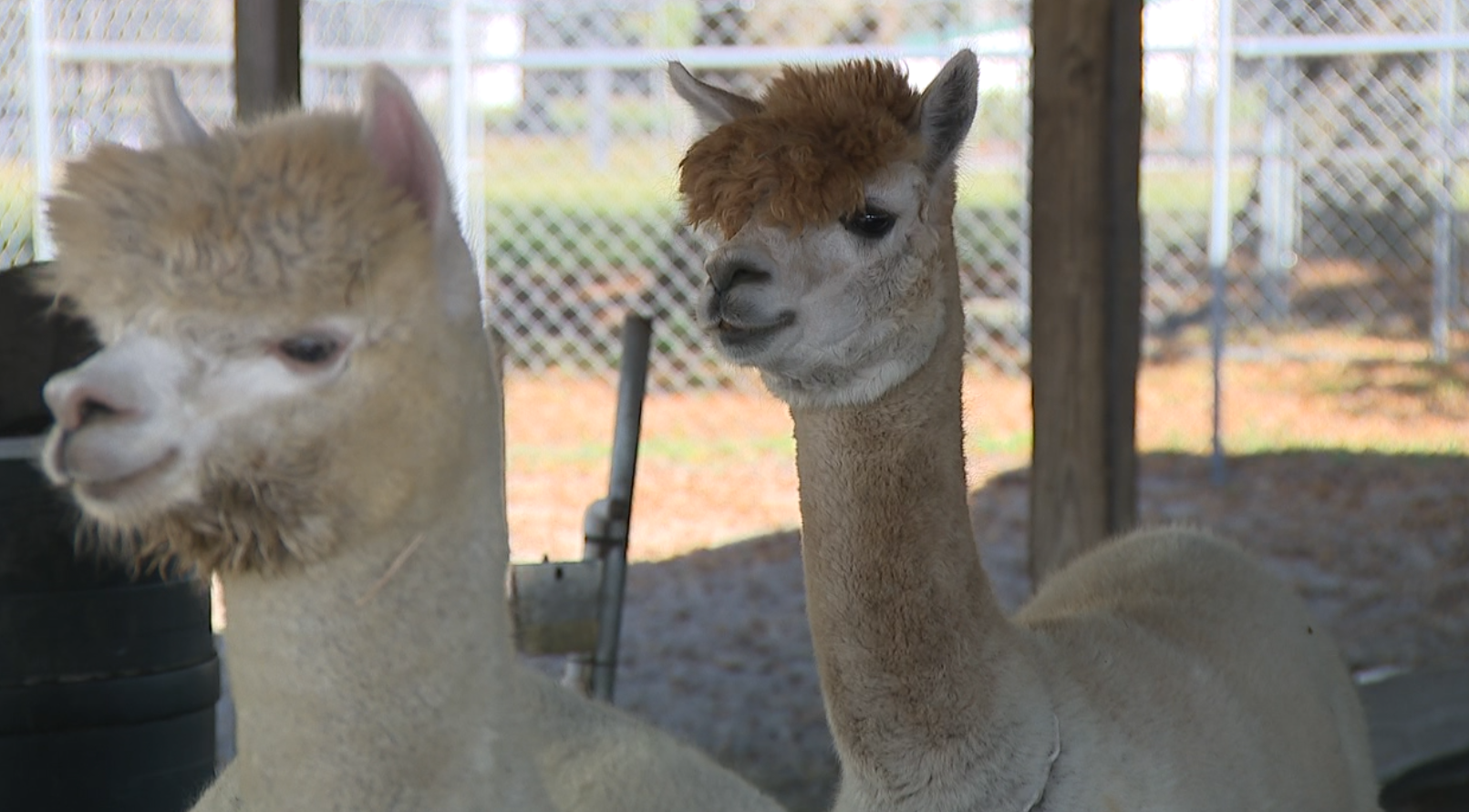 Golden Spirit Alpaca Ranch