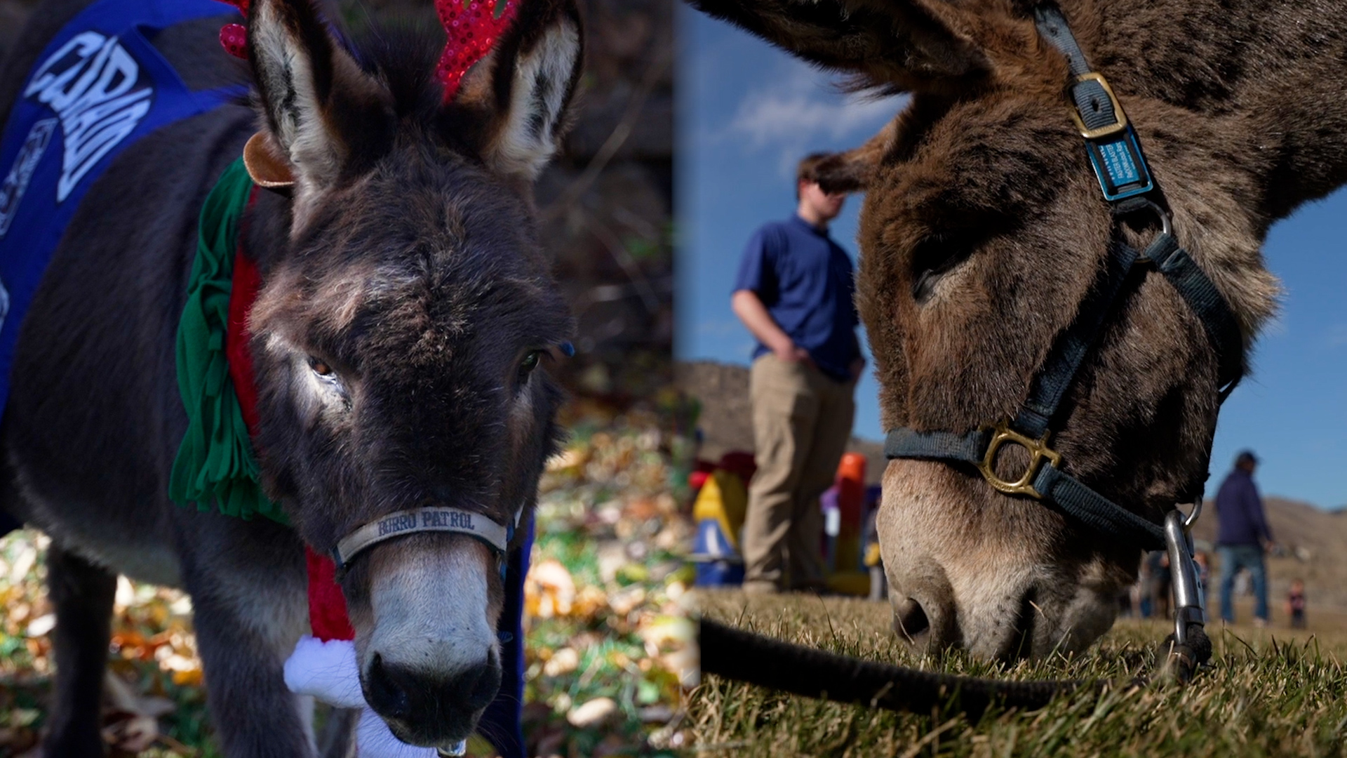 both burros.jpg