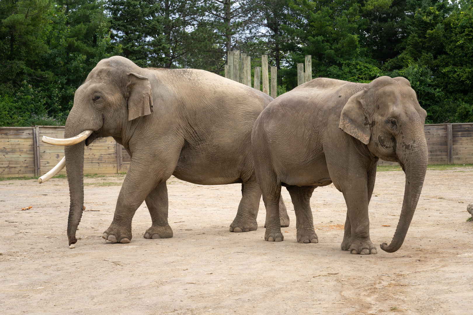 Asian Elephants (Hank and Connie)