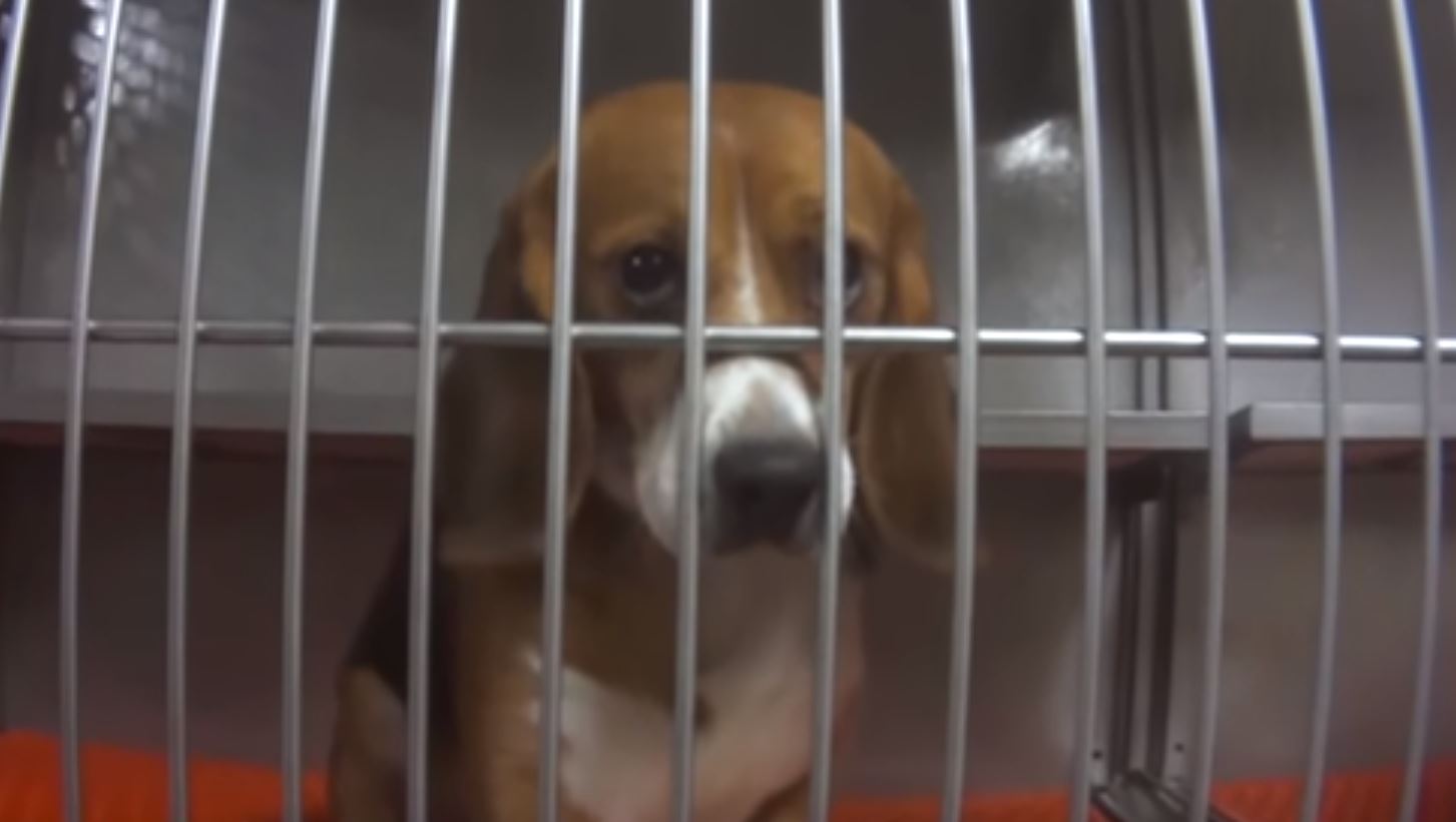 sad beagle.JPG
