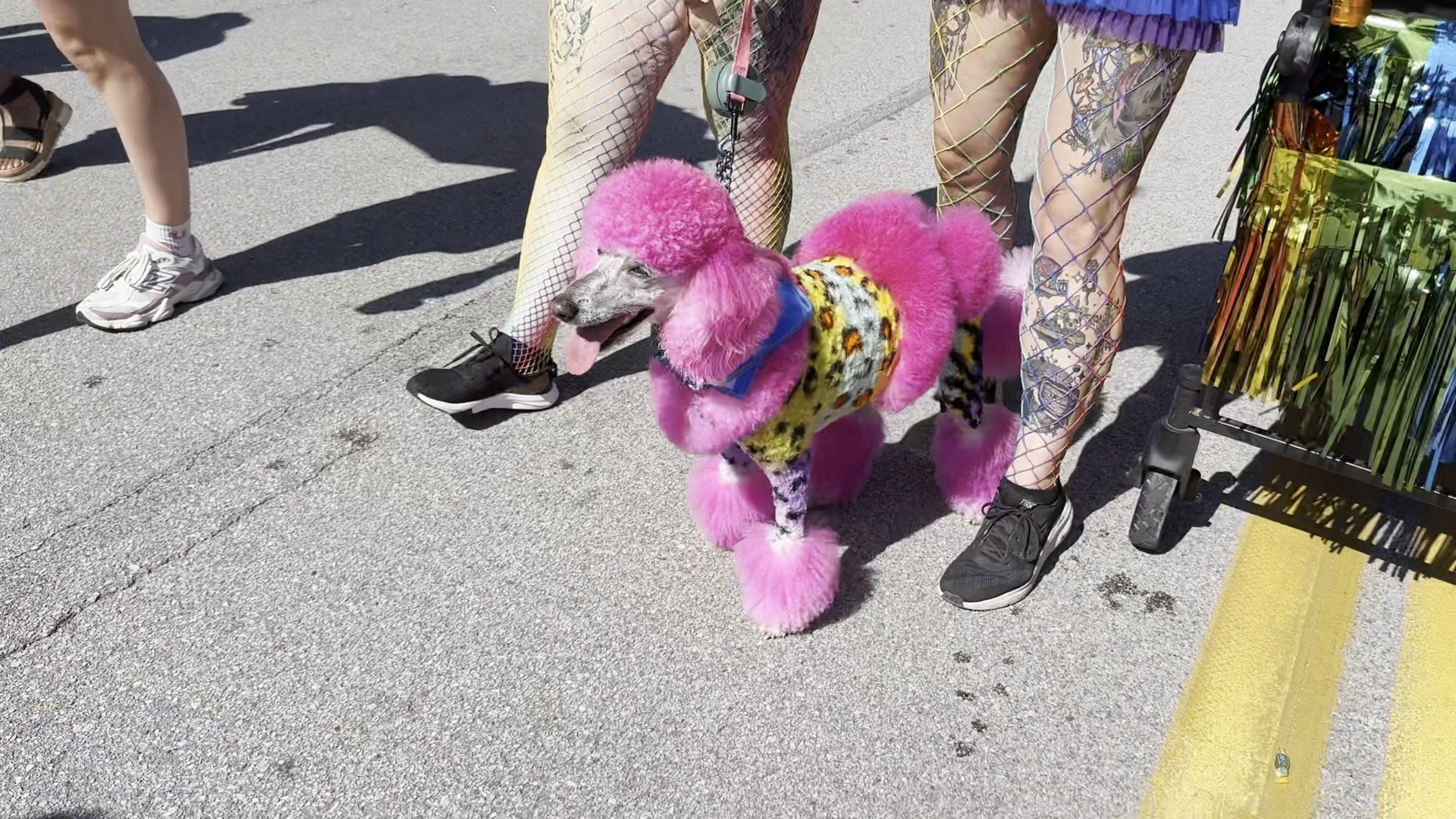 Pride dog.jpg