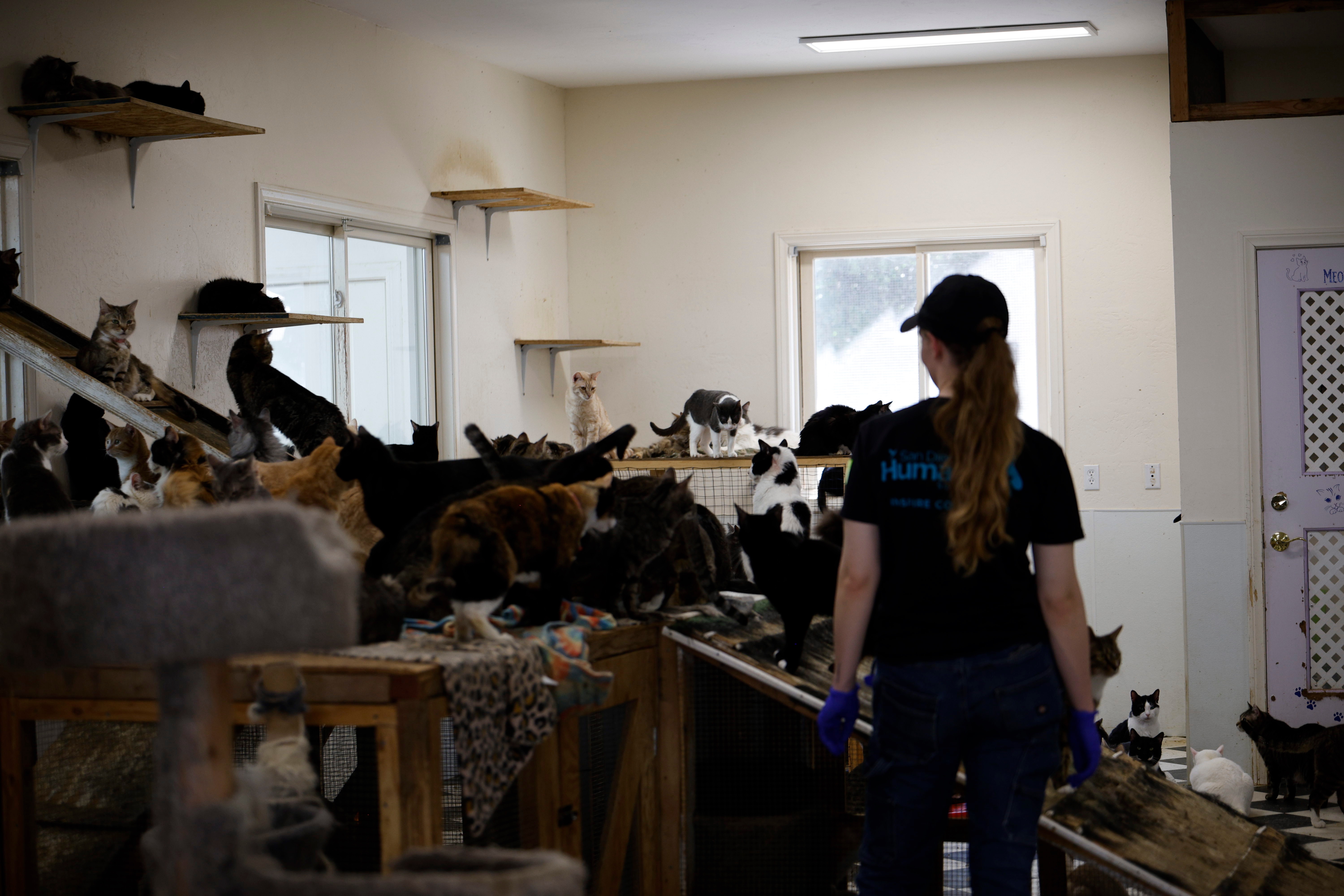 Day 1_05012026_Julian Rescue_Cats indoors 2.jpeg