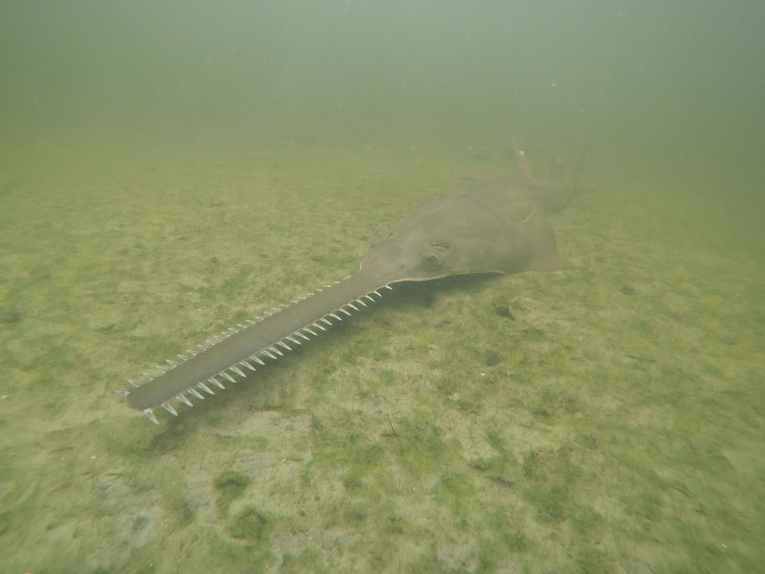 Smalltooth Sawfish