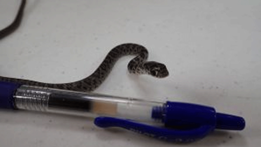 wptv-southern-black-racer-snake-stowaway-.gif