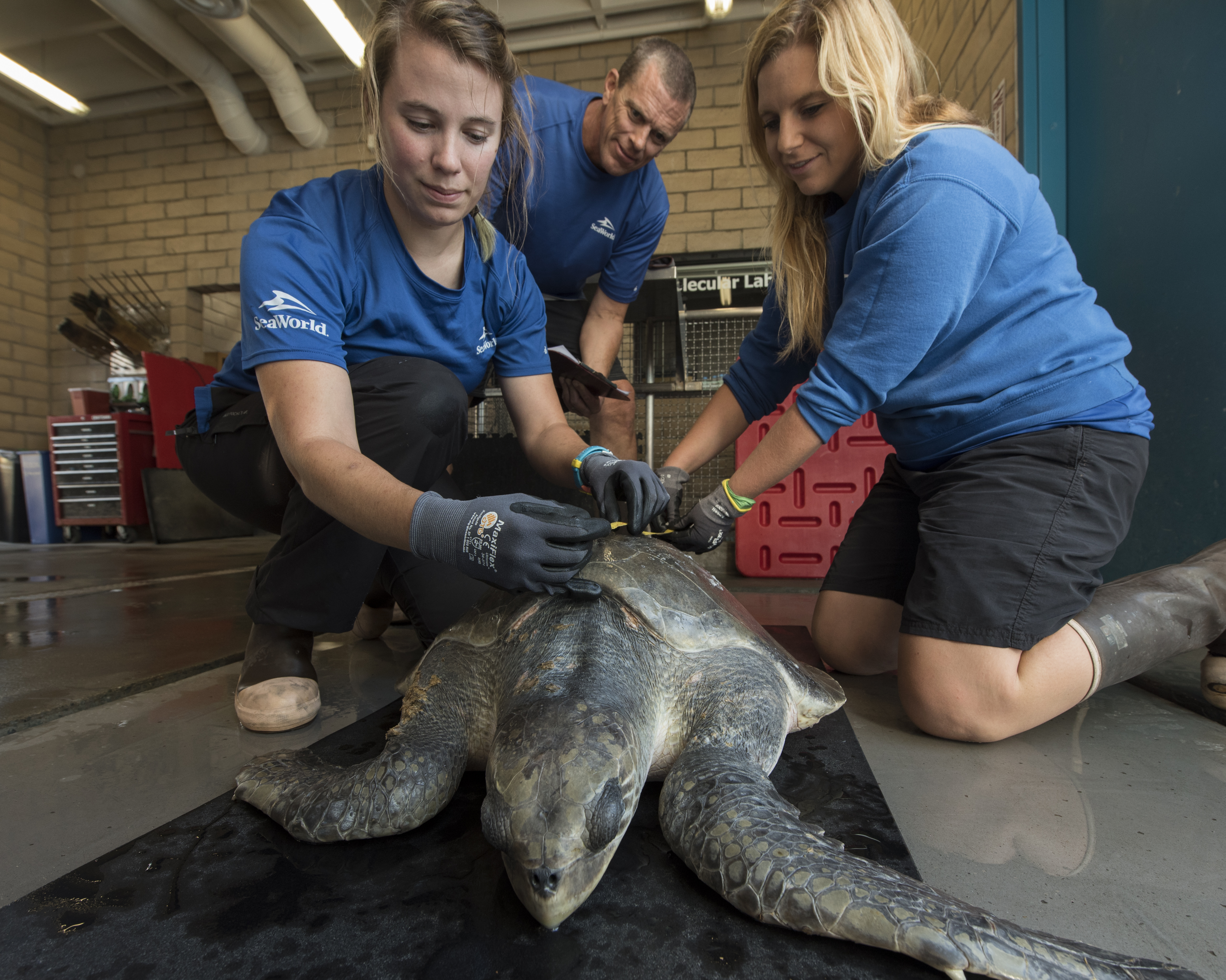 Rescued sea turtle arrives at SeaWorld 