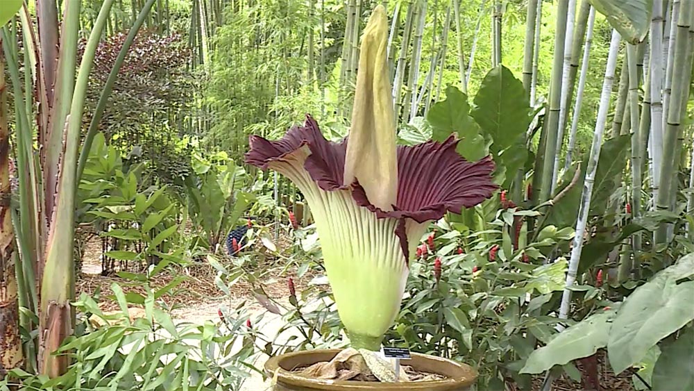 WPTV-CORPSE-FLOWER-2.jpg