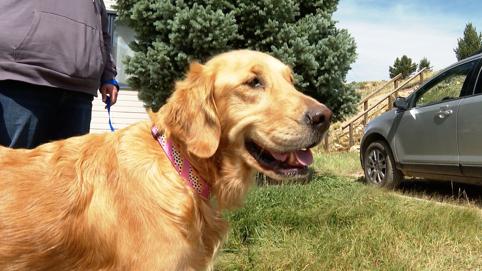 Fremont County Sheriff's Office finds golden retriever dog missing for 3 months