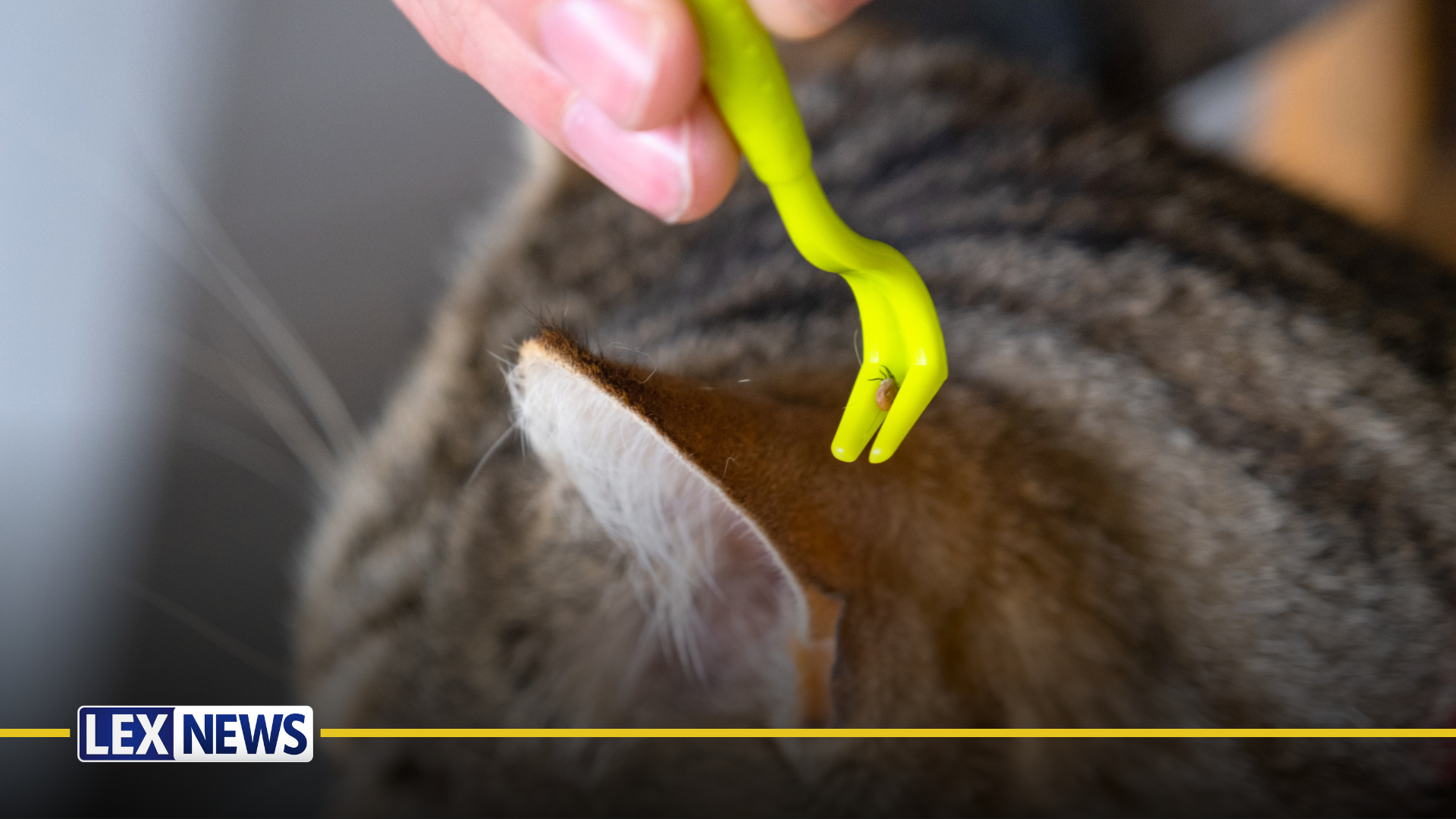 Tick removal from cat