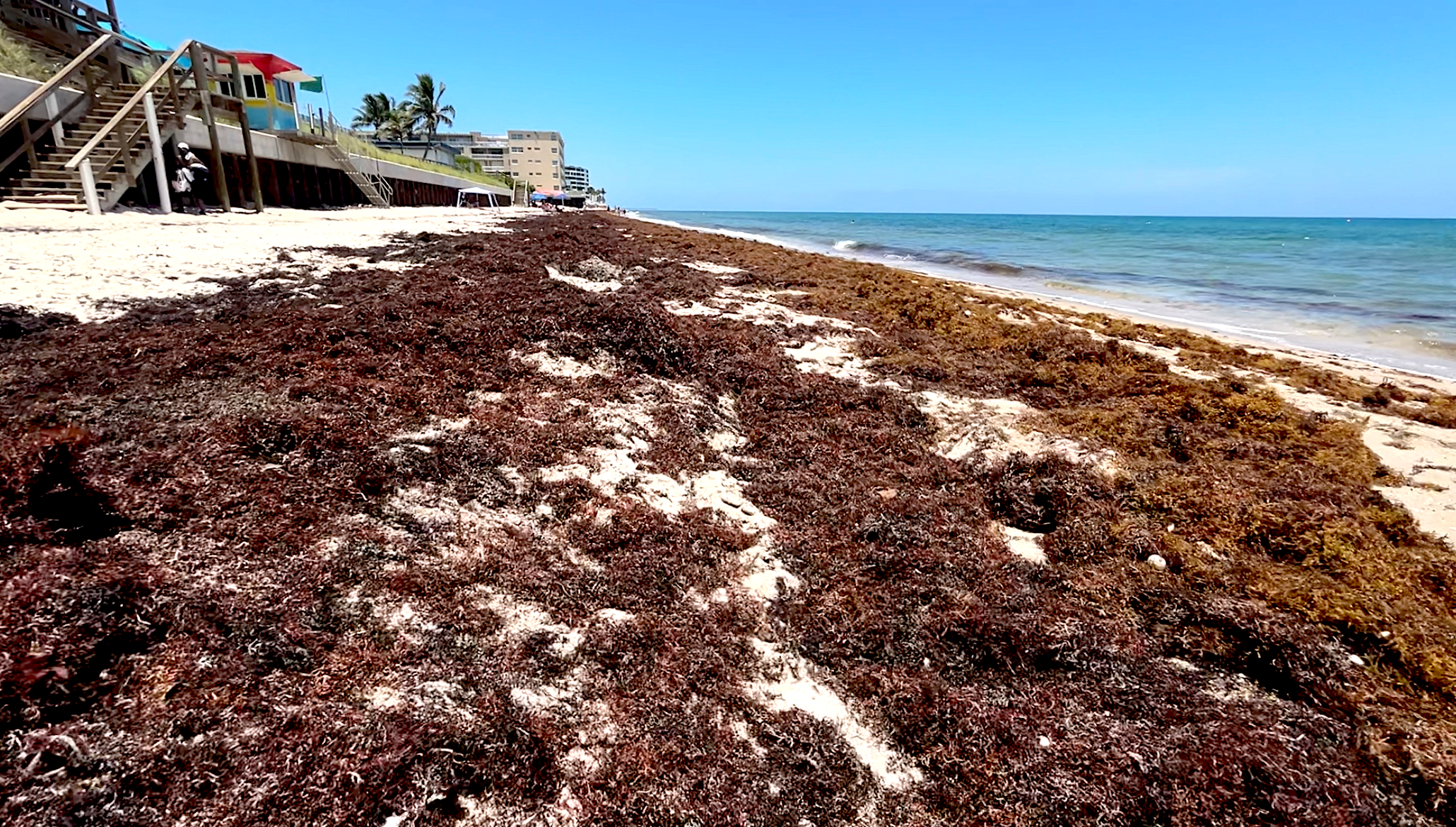 sargassum thumbnail beach.png