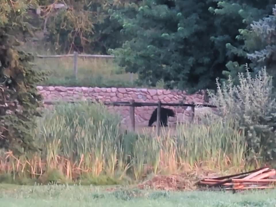 Bear at Rock Ledge Ranch