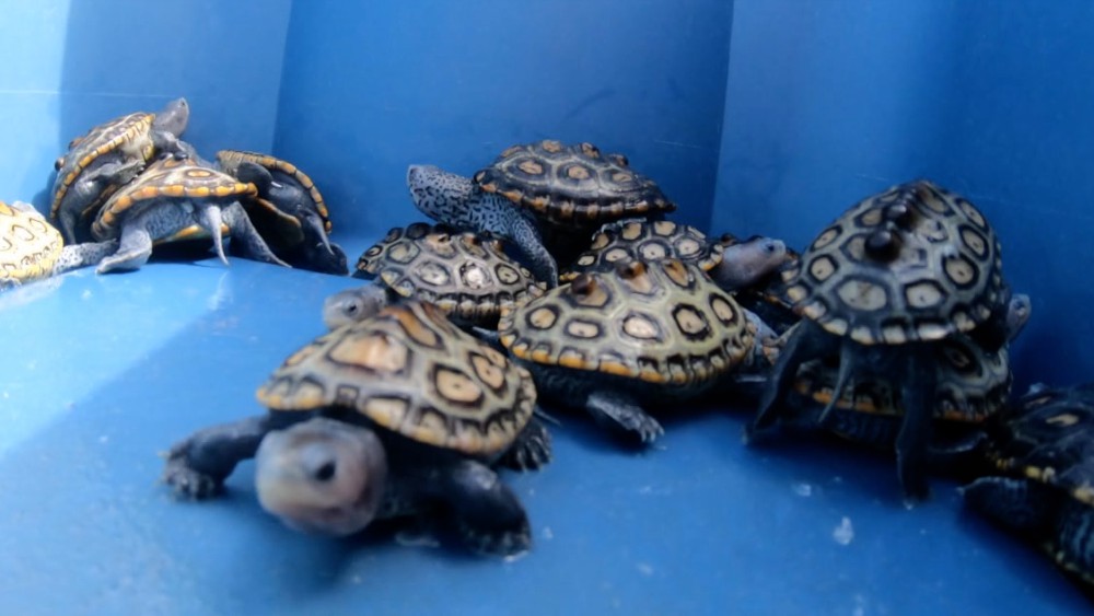 diamondback terrapin turtle hatchlings