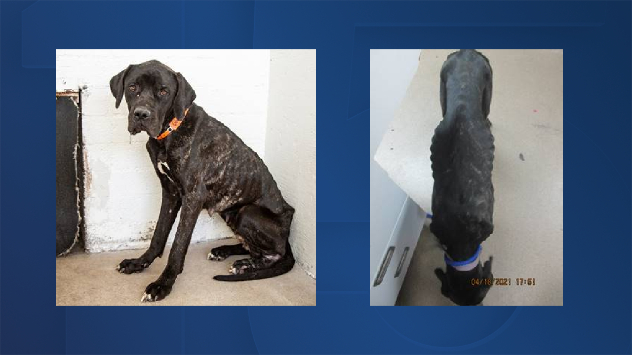 dog rescued from neglect.png