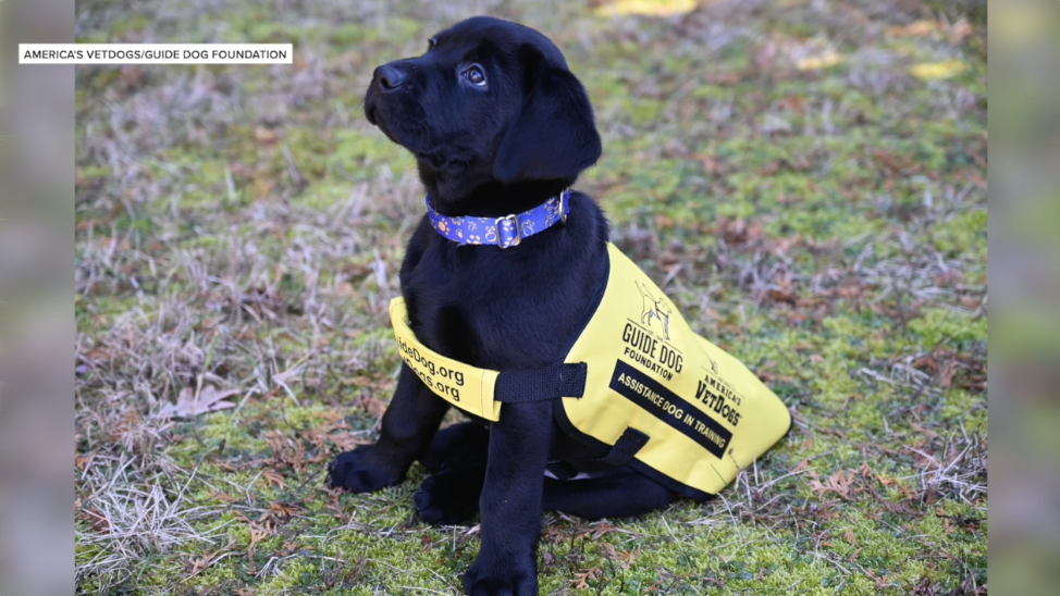 Texas A&M students to help future service dogs through new puppy raising program