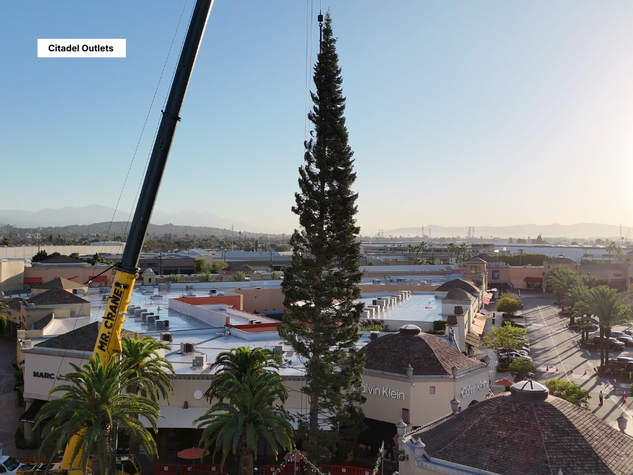tall_christmas_tree_citadel_outlets2.png