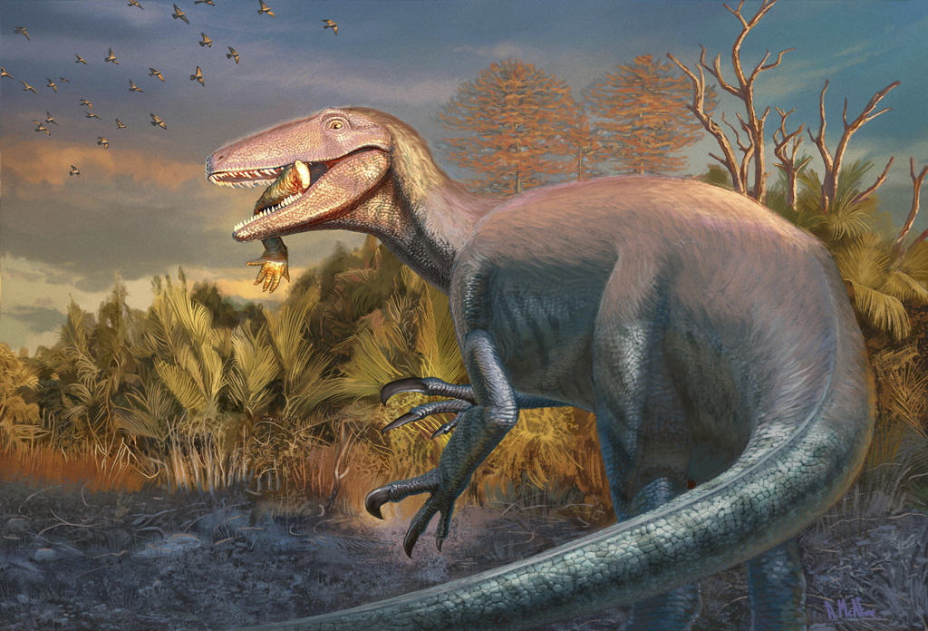 This image shows an artist's illustration of the newly discovered dinosaur Joaquinraptor casali with an ancient crocodile relative's front leg in its mouth.