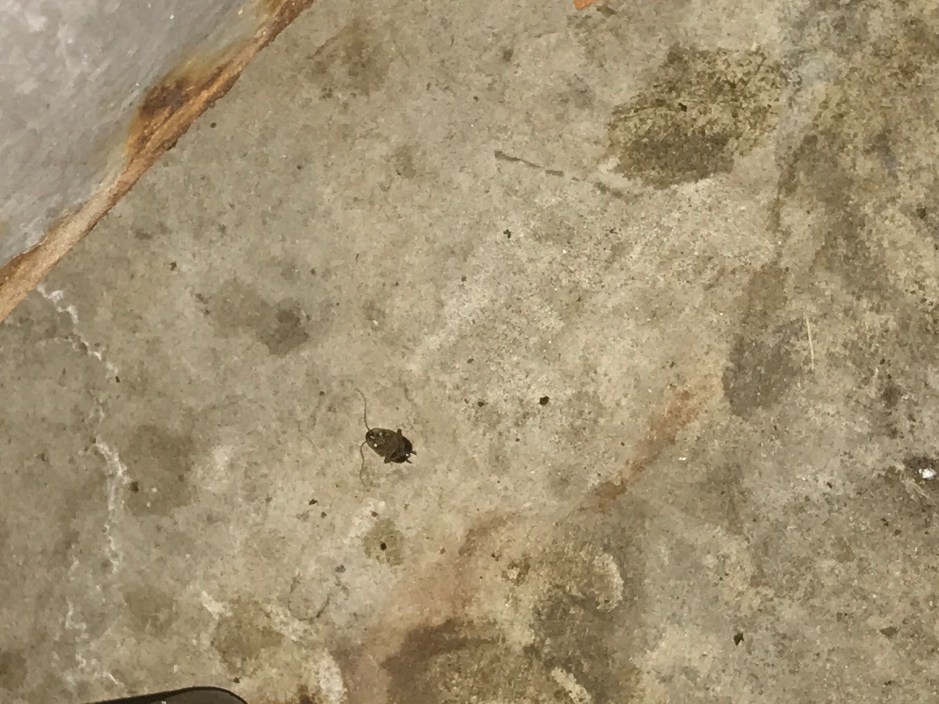 Tacos La Villa Health Code Violations