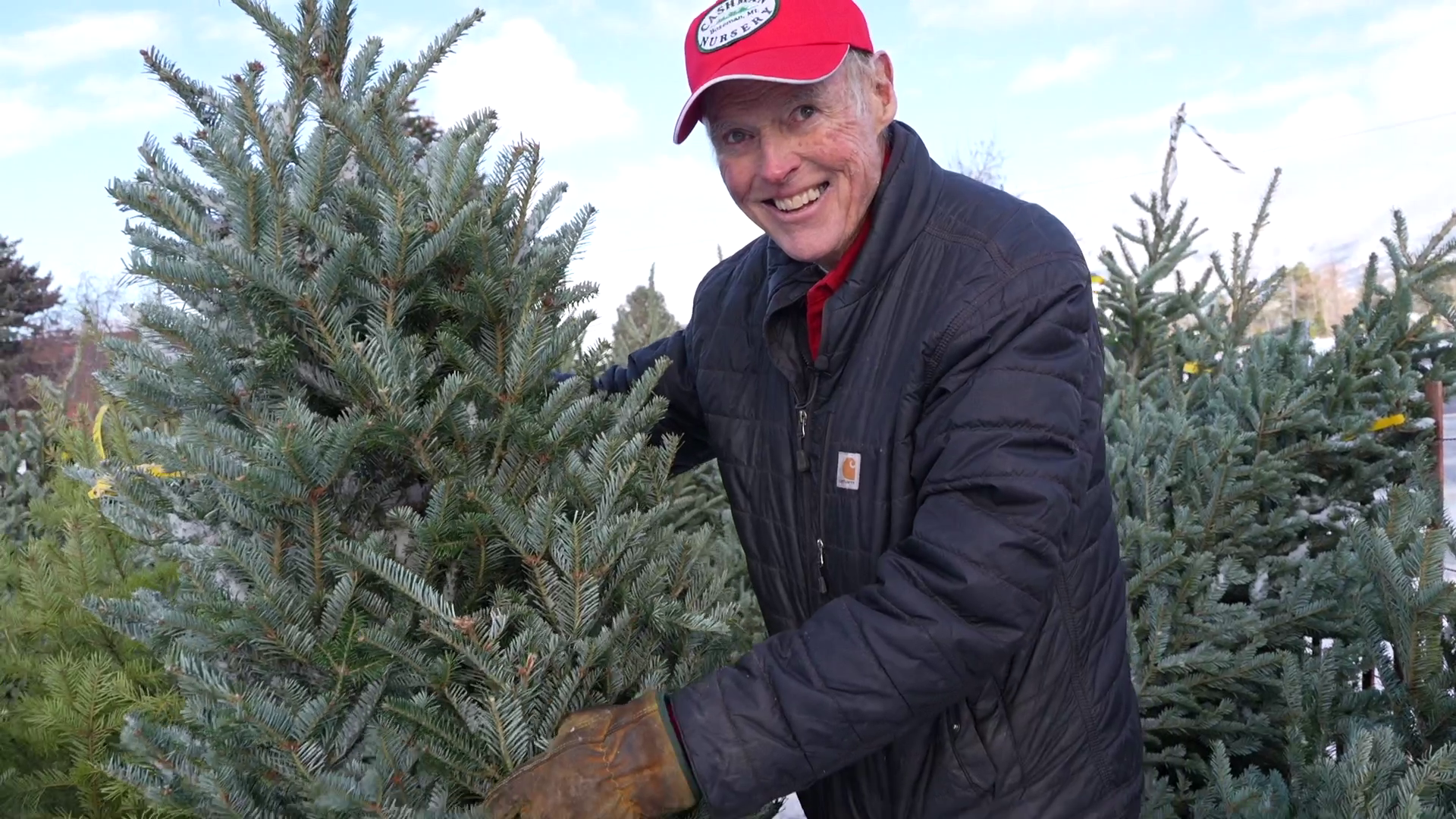 Montana Ag Network: it's time for Christmas trees