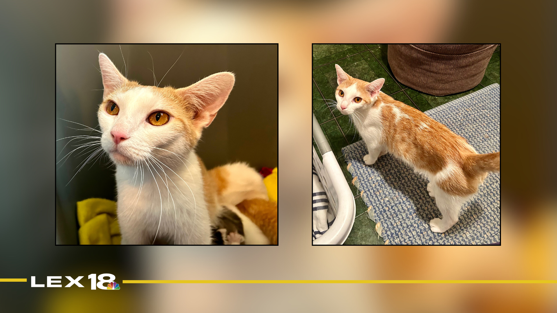 Featured Image Custom Edit (2).png