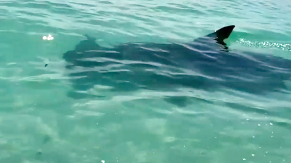Hammerhead shark