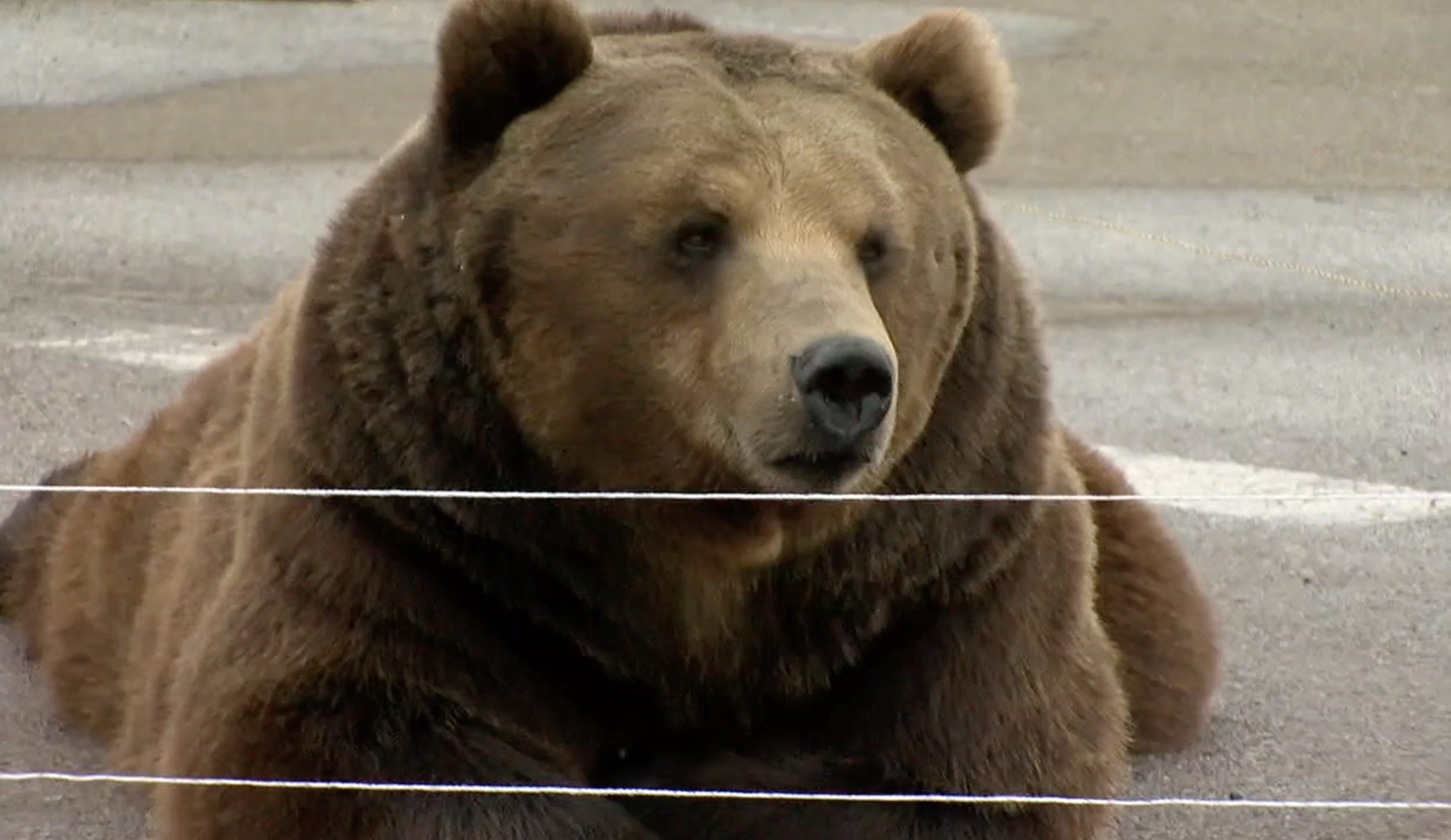 Tag the Kodiak bear